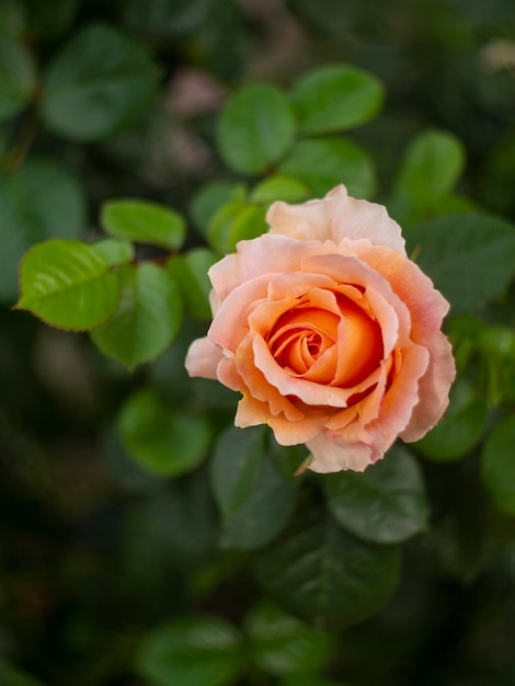 晴れた暖かい日には、小さな黒い虫が美しい香りのよいバラの花の上に座っています