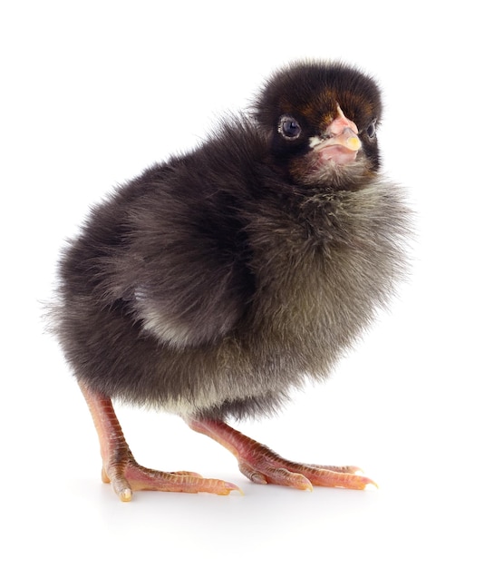 Small black chicken