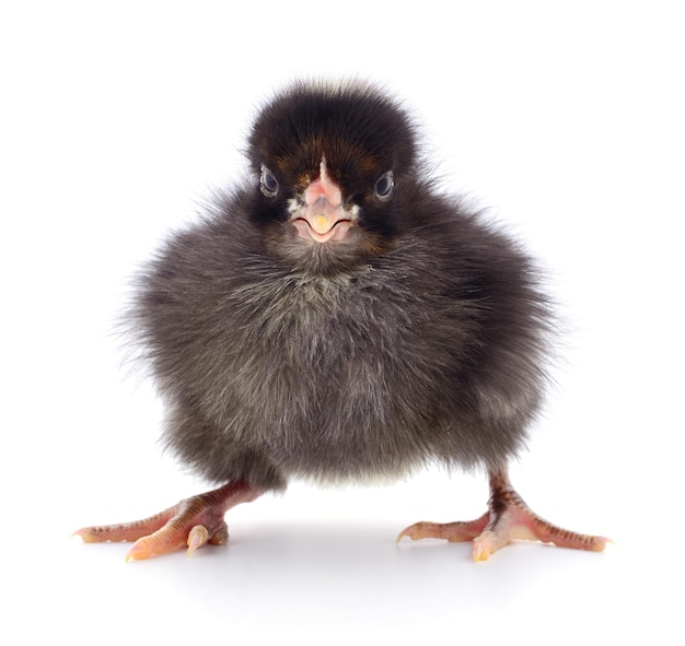 Small black chicken