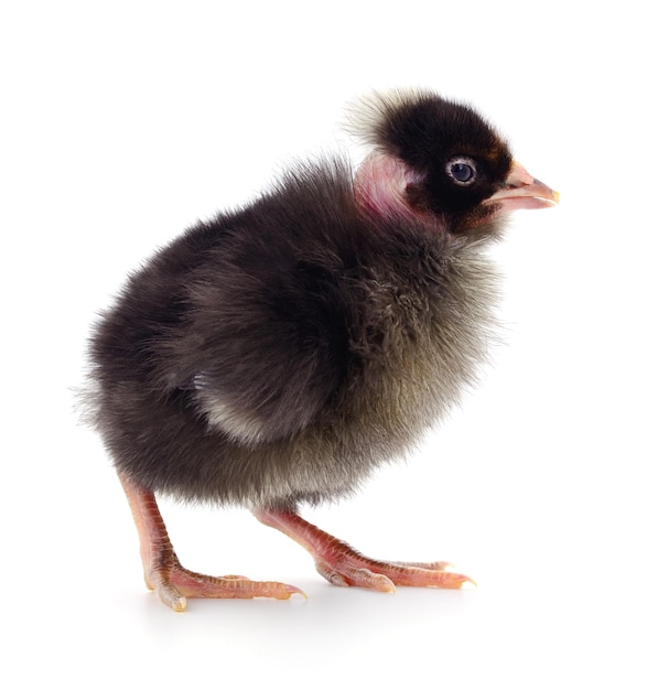 Small black chicken