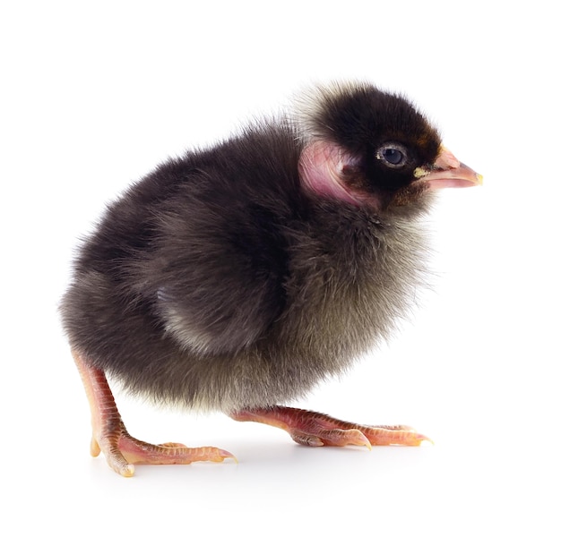 Small black chicken