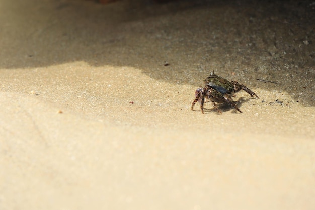 小さな黒いカニが夏の朝にビーチを歩いています動物と自然の背景