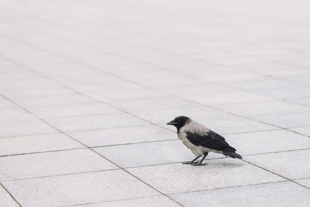 Small black crow walks on gray sidewalk with copy space. Background of pavement with little raven. Steps of wild bird on asphalt close up. Predatory animal of city fauna.