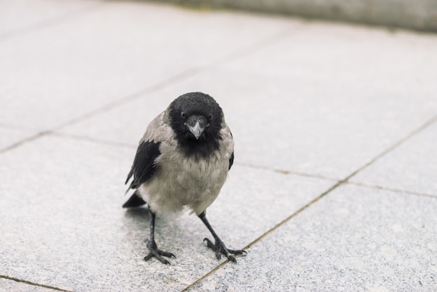 Il piccolo corvo nero cammina sul marciapiede grigio con lo spazio della copia. sfondo di pavimentazione con piccolo corvo.