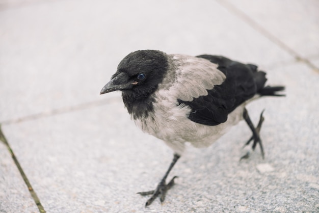 Small black crow walks on gray sidewalk with copy space. Pavement with little raven. Steps of wild bird on asphalt. Predatory animal of city fauna. Plumage of bird is close up.