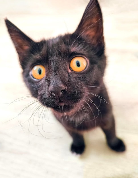 Small black cute kitten  staring at the camera. Selective focus.