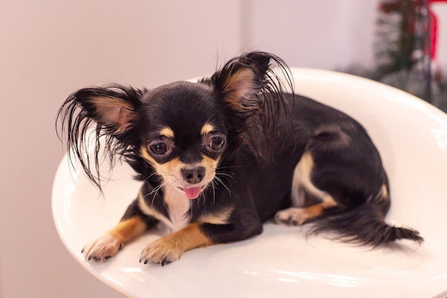 a small black dog lies on a white chair and shows his tongue