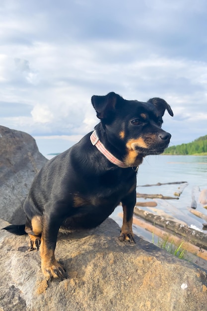 A small black dog on the rocks by the sea