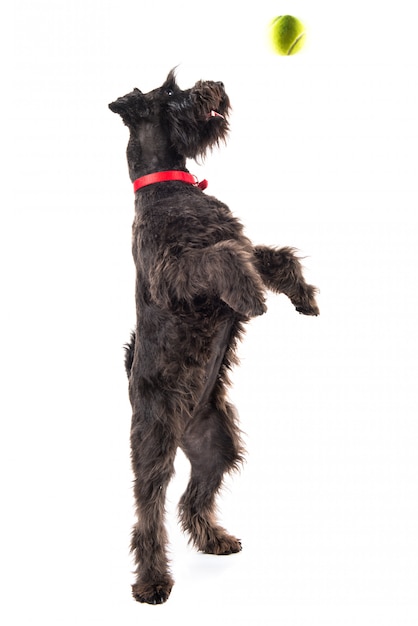 Small black dog with tennis ball