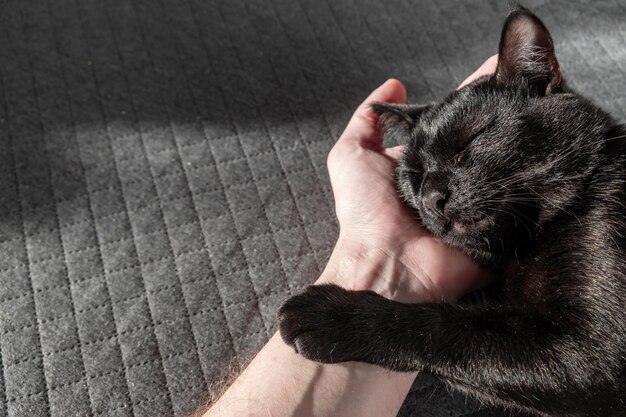 A small black domestic outbred mestizo kitten sleeps sweetly with his head on a human hand