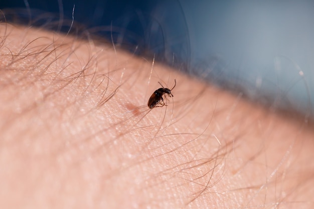 A small black insect sits on a hand close-up. Insect in the palm of your hand. Close-up