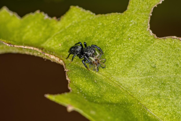 蜘蛛を捕食するハエトリグモ亜科の小さな黒いハエトリグモ