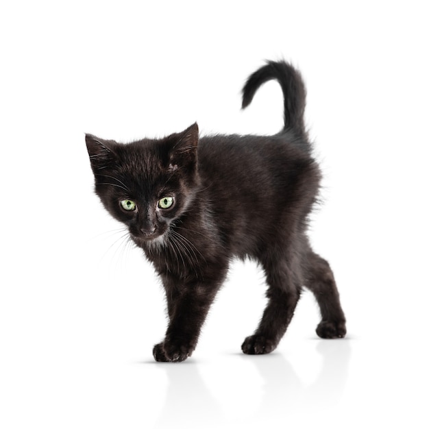 Small black kitten isolated on a white background. Age of the kitten 2 months