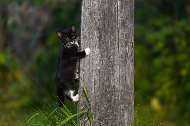 Small black kitten with white paws climbs a gray wooden pole