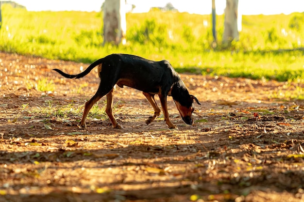 Small black mutt dog on a farm with selective focus