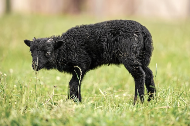 Small black ouessant (or Ushant) sheep lamb on green spring grass, side view