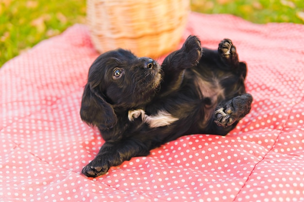 写真 紅葉と緑の芝生の上の小さな黒い子犬