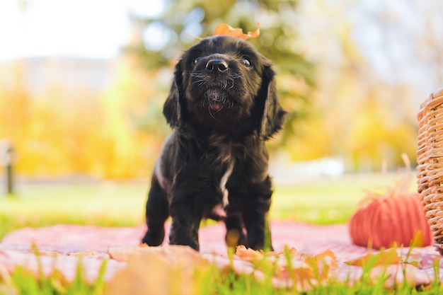 写真 紅葉と緑の芝生の上の小さな黒い子犬