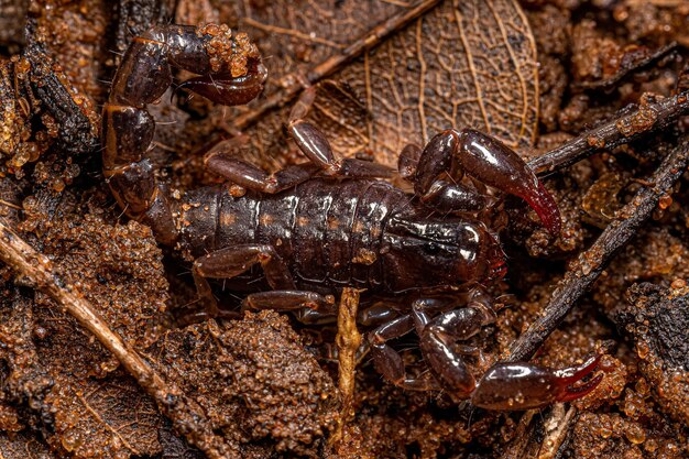 Photo small black scorpion