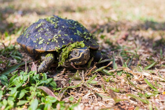 The small black turtle is walking in the grass field. The green grass stick on its body.