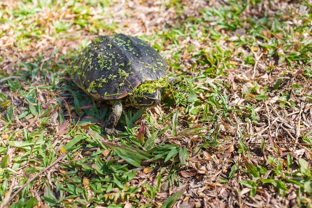 The small black turtle is walking in the grass field. The green grass stick on its body.