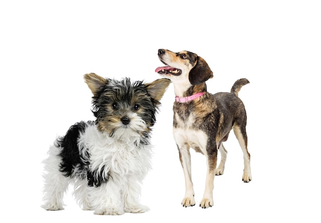 白い背景にピンクの襟をかぶった大きな犬の隣に立っている小さな黒と白の犬