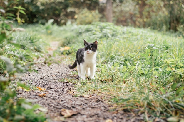 ぼやけた緑の草の間で、生後4ヶ月の小さな黒と白の子猫が小道を歩きます