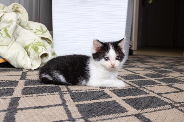 A small black and white kitten sits on the floor