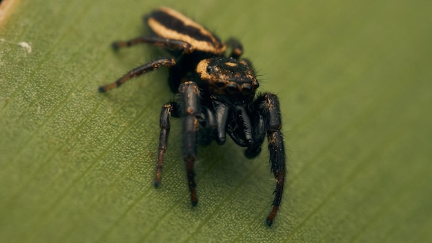 A small black and yellow jumper spider on a green leaf