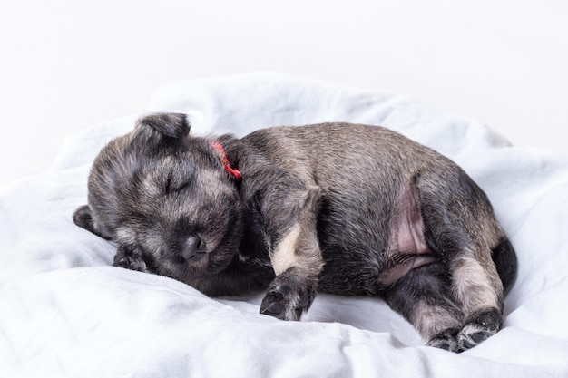 A small blind newborn puppy sleeps on a blanket little blind\
sleeping puppy miniature schnauzer pet care national puppy day