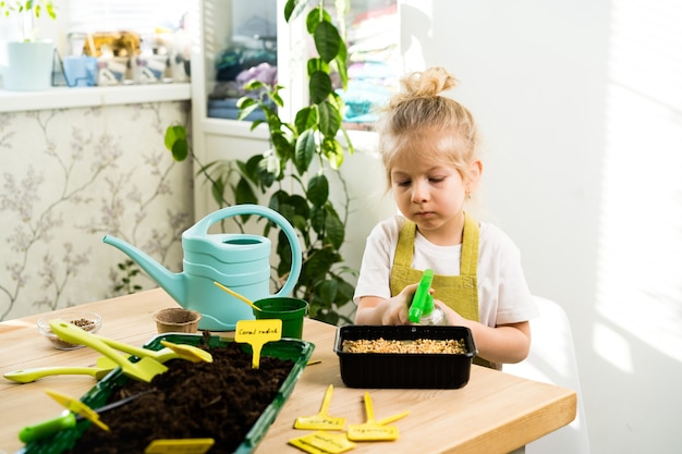 A small blonde girl in an apron is engaged in planting seeds for seedlings, smiling, looking at the