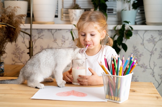 a small blonde girl sits at a table with a white Scottish kitten and drinks milk from one glass