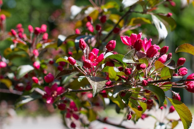 A small blooming apple tree with pink flowers and burgundy leaves Red Kuldzhinka or Nedzvetsky 's apple tree