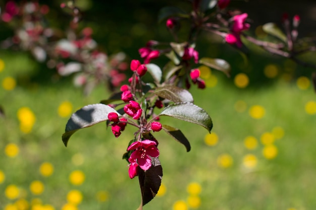 A small blooming apple tree with pink flowers and burgundy leaves Red Kuldzhinka or Nedzvetsky 's apple tree