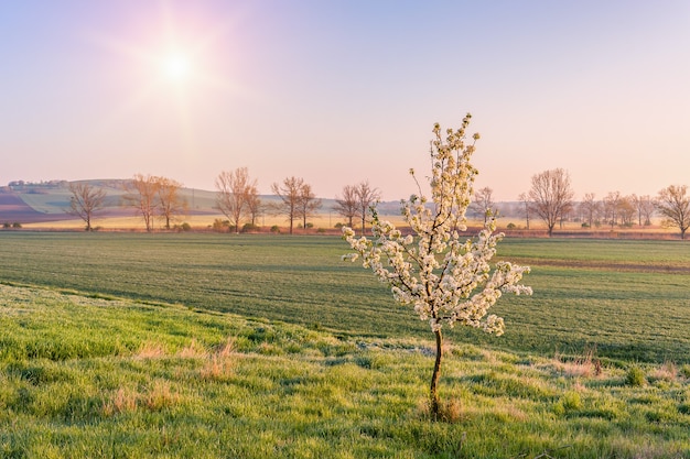 Small blooming tree on green field