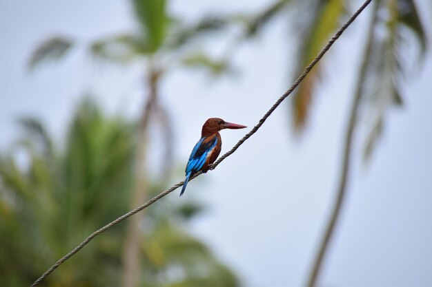 Photo a small blue bird is sitting on a branch with a blue tail