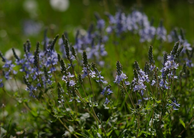 Маленькие голубые нежные цветки в зеленой листве 2