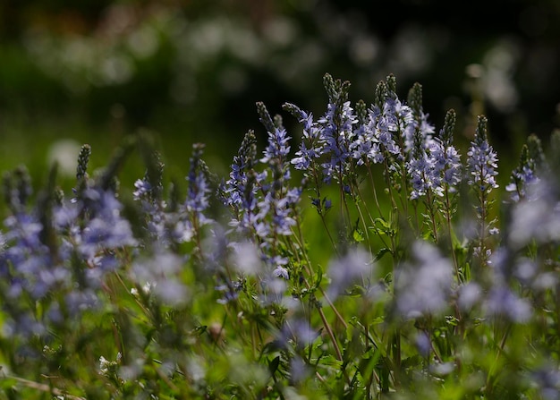 緑の葉の小さな青い繊細な花