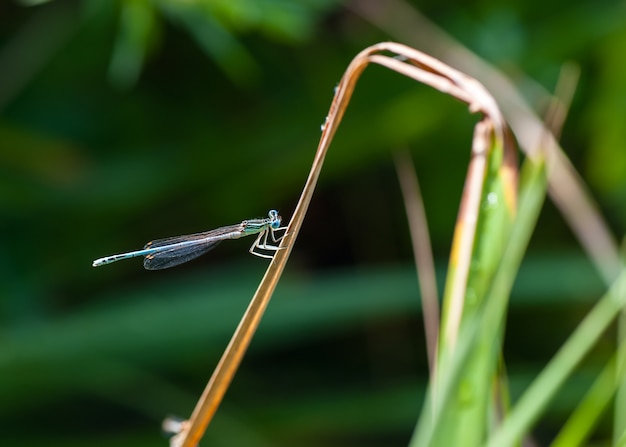 Small blue dragonfly on the blades of grass.