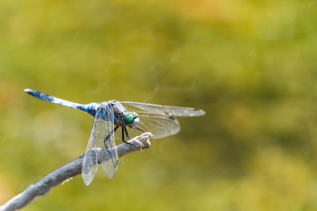 Photo small blue dragonfly on a twig