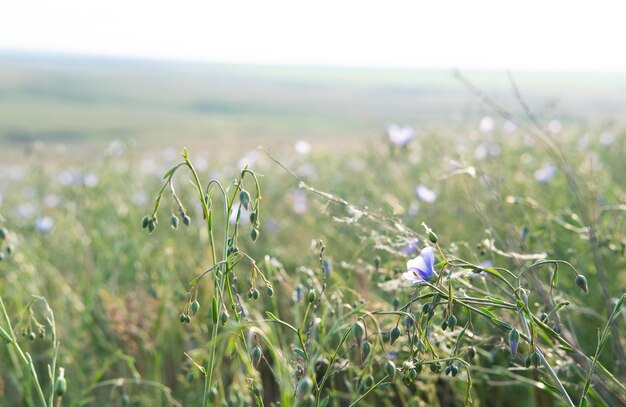 Маленькие голубые цветы колокольчика на размытом фоне зеленой травы