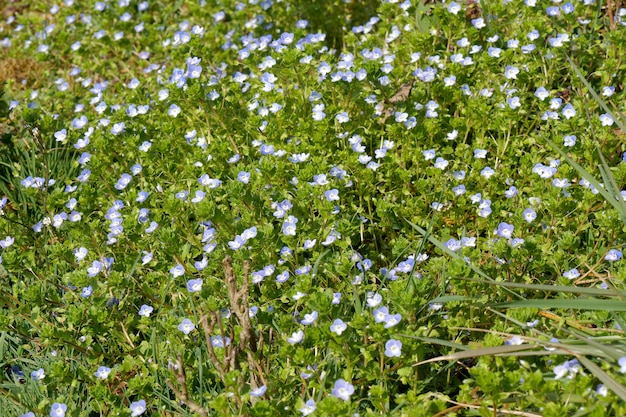 Piccoli fiori blu in un campo