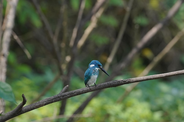 small blue kingfisher is perched on a branch