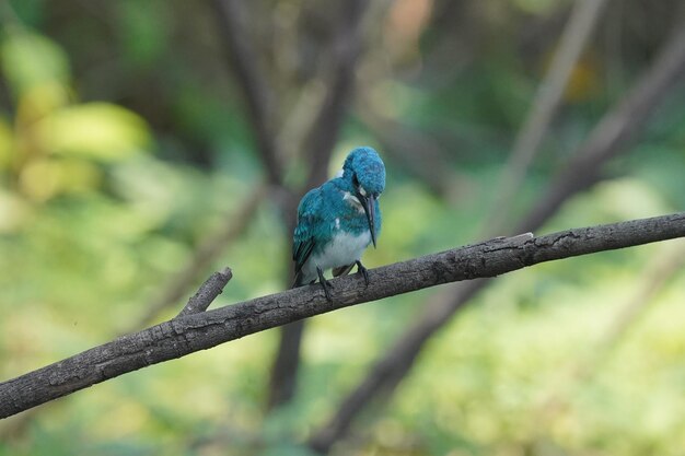 small blue kingfisher is perched on a branch