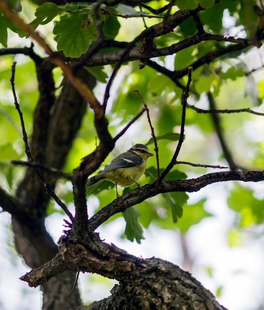 A small blue tit perched on a branch in a wood