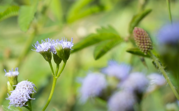 アジア固有の小さな青と白の花