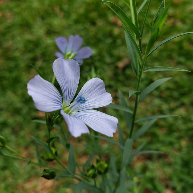 Foto piccolo fiore selvatico blu da vicino con sfondo sfocato. malpighiales, linaceae. linum bienne.