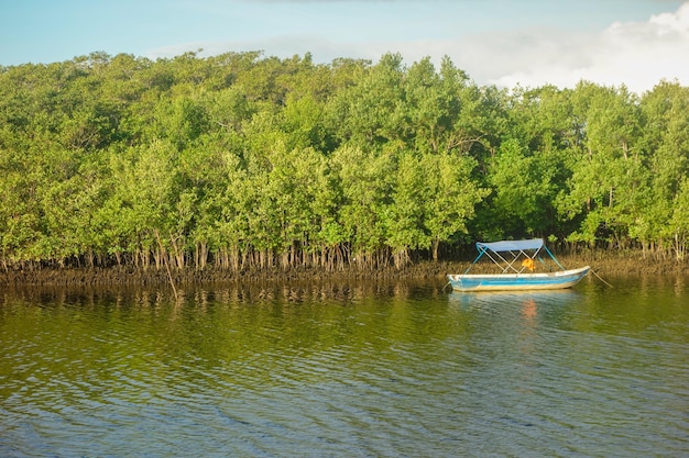 Фото Маленькая лодка, плывущая по морскому каналу в экосистеме мангровых зарослей