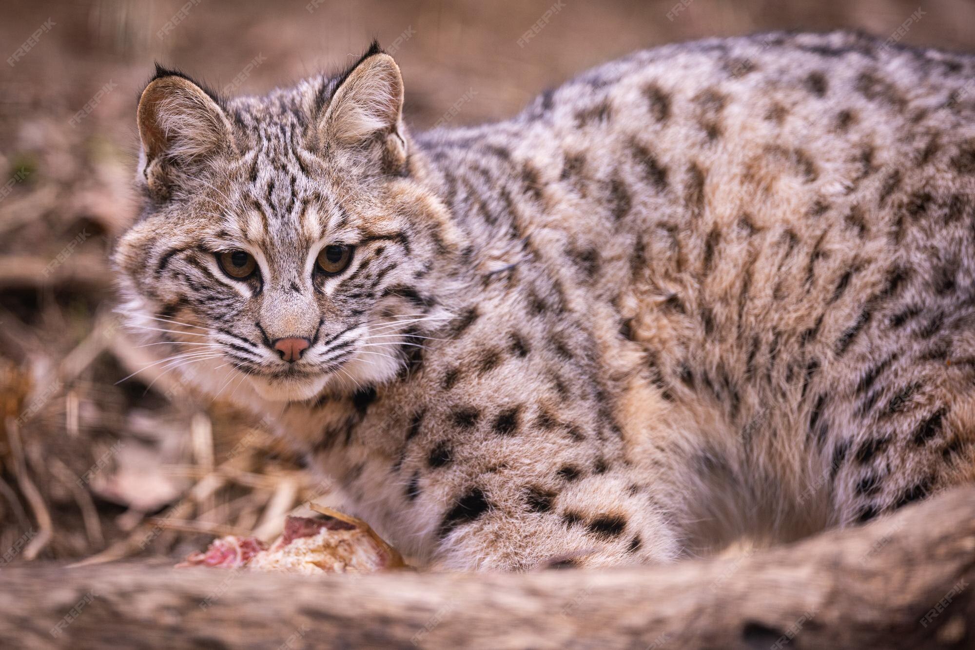 Premium Photo | Small bobcat in his nature habitat, american wild cats,  animals in forests, red lynx