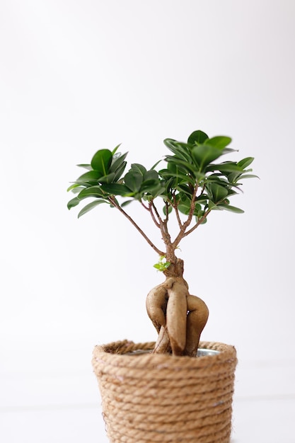 Small bonsai ficus microcarpa ginseng plant on a white background